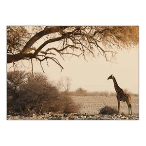 Poster Quadro Tela Canvas - Animali Foresta Paesaggio B003-D008 - Imagen 1 de 20