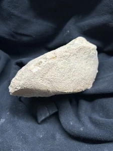 Texas Fossil Bivalve, Rarely Offered SHOE CLAM Pachymya austinensis! Grayson Fm! - Picture 1 of 8