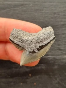 Dente affilato grigio 3,1 cm di squalo tigre - dente di squalo fossile - Foto 1 di 3