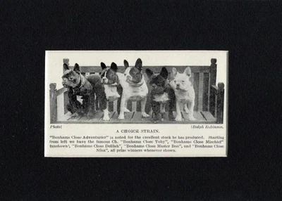 Французский бульдог «Выбор» - 1934 винтажная собака «Фото» печать - заказ матовый 5 x 7 - Изображение 1 из 2