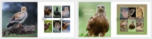 Gibraltar 2024 bird prey Eagle Vulture Scops Owl Black Kite Kestrel 6v +ms6v FDC - Picture 1 of 1