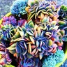 20 SEEDS FEROCACTUS MIX (Rare flowering cactus exotic cacti desert succulent seed