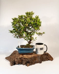 Shohin Japanese Azalea Bonsai Tree | Rhododendron in Pot – Flowering Outdoor - Picture 1 of 6