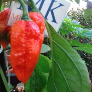 King Naga , 10 semillas , Capsicum chinense (164) - Picture 1 of 1