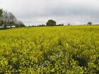 Photo 6X4 Yellow Field Stanton-On-The-Wolds At This Time Of Year The Loca C2010