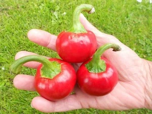 Kirschen-Chilli tolle Büropflanze Zimmerpflanze Gemüse Hängepflanze Ampelpflanze - Bild 1 von 1