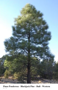 Seed Pinus Ponderosa Blackjack Pine Bull Western Yellow FAST Grow Bonsai Seeds + - Picture 1 of 3