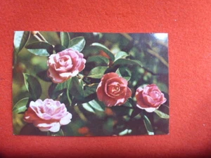 ASIAN ROSES RETRO  POSTCARD UNUSED - Bild 1 von 2