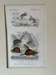 Antike Gravur Tierstudie Naturgeschichte Wörterbuch Seite - Bild 1 von 19