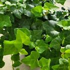 12 English Ivy Life Plant Rooted Cuttings 4'' +