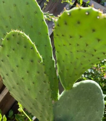 prickly pear cactus pads - Image 1 of 4