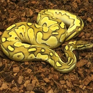 Coco Husk Chip Block Schlangen Schildkröte Reptilien Bett Terrarium Vivarium 70 Liter - Bild 1 von 4