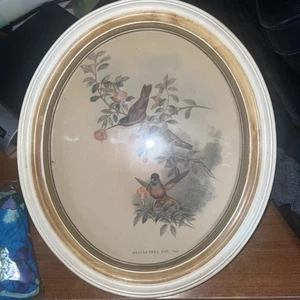 Marco ovalado vintage Helianthea Bird Print J Gould y Hc Richter - Imagen 1 de 4