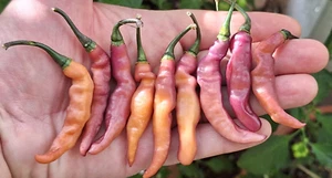 15 semi di peperoncino PURPLE PEACH (+omaggio ogni 5 acquisti) - Foto 1 di 19