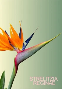 Strelitzia Reginae - Uccello del paradiso - Pianta in vaso - Fiore - h 180cm