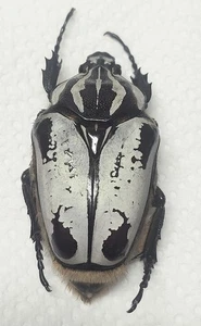 1 A-1 Goliathus quadrimaculatus 69mm Kamerun weiblicher Blütenkäfer - Bild 1 von 2