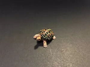 Kaiyodo Yujin Retired Baby Indian Star Tortoise Turtle Mini Figure* Very Small - Picture 1 of 4