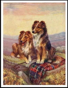SHETLAND SHEEPDOG SHELTIE DOGS LOVELY VINTAGE STYLE DOG ART PRINT POSTER - Picture 1 of 1