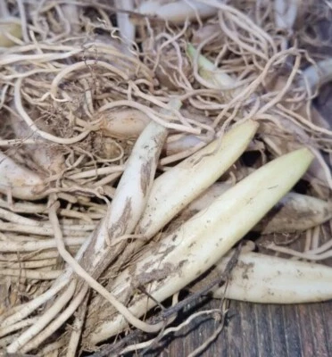  25x Wild garlic bulbs  - Image 1 of 3