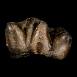 1" Tapir Tapirus Veroensis Fossil Tooth Pleistocene Age Withlacoochee River FL - Picture 1 of 7