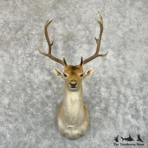 #29040 E | Fallow Deer Taxidermy Shoulder Mount For Sale - Picture 1 of 5
