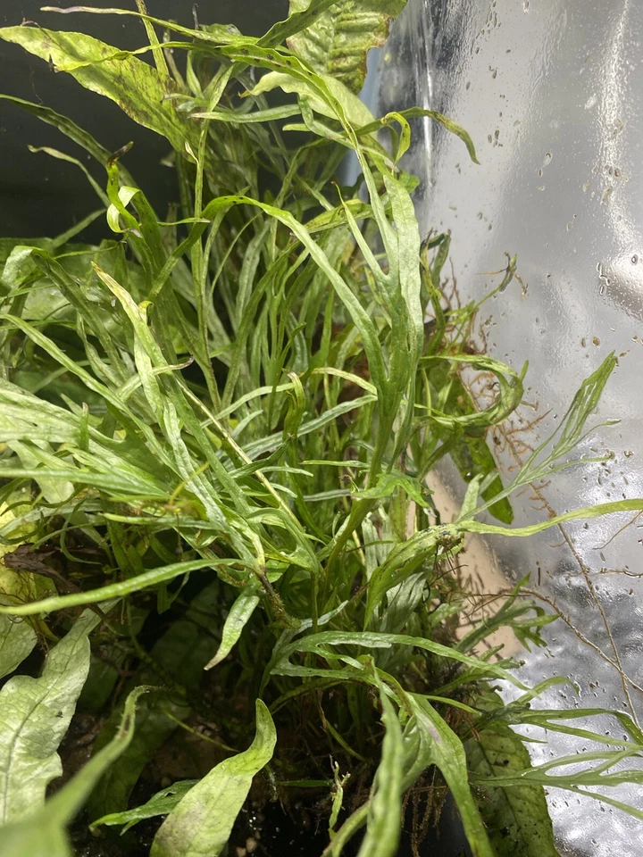 Java Fern 'Trident' (Microsorum Pteropus "Narrow") Heated Shipping - Image 1 of 4