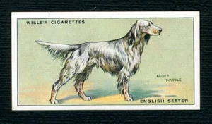ENGLISH SETTER W D & H O WILLS 1937 DOG SERIES OLD CIGARETTE CARD #29 - Picture 1 of 2