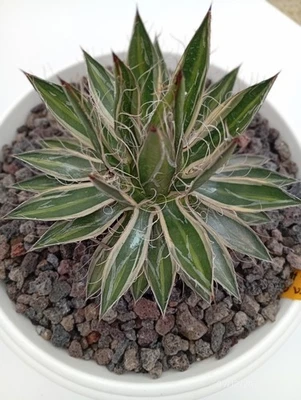 Agave Shidigera Shira Ito No Ohi - Imagen 1 de 3