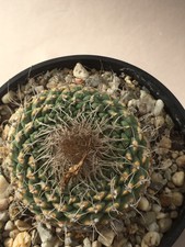 Strombocactus disciformis ssp. gigantea La Rosa Que Big Ariocarpus Copiapoa 