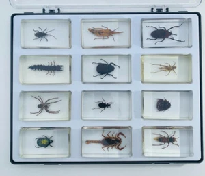12x Insekten Sammelbox Skorpion / durchsichtige Acrylblöcke mit Sammelbox - Bild 1 von 16