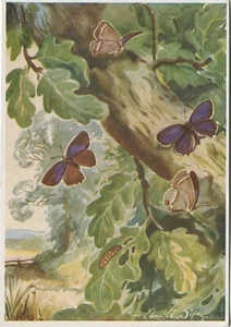 BUTTERFLY, BUTTERFLIES, EILEEN A SOPER - Animal Large Postcard Medici - Picture 1 of 2