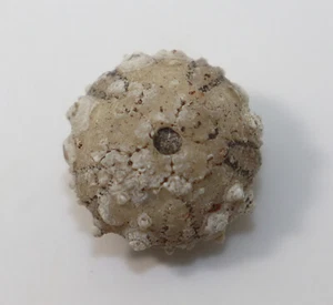 Seeigel, Goniopygus royanus, Kreide, Campan, Bougneaux, Frankreich -k170 - Picture 1 of 6