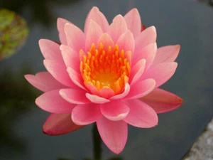 15 SEMILLAS DE NYMPHAEA 'Perry's Orange Sunset - Bild 1 von 1