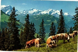 Vintage Posted May 29 1967 Postcard COWS Switzerland - Picture 1 of 2