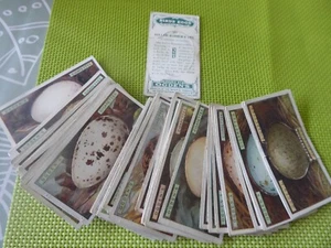 A FULL SET OF OGDENS CIGARETTE CARDS - BIRDS EGGS - Picture 1 of 1