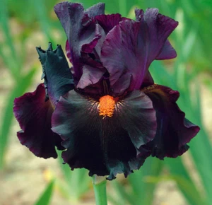 Iris TB, 'Dracula's Kiss' (Schreiner, R. 2009). 1 Rizoma. SPED. 4/07/ 2025. - Imagen 1 de 3