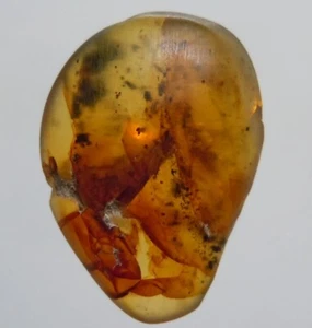 100 MILL. YEARS OLD BURMITE AMBER WITH PLANT DEBRIS (ABR6/1) - Picture 1 of 3