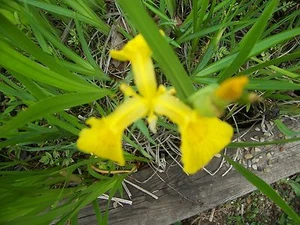 2 YELLOW WATER IRIS,POND PLANT,BIOFILTERS,100% ORGANIC,LICENSED PA GROWER - Picture 1 of 1
