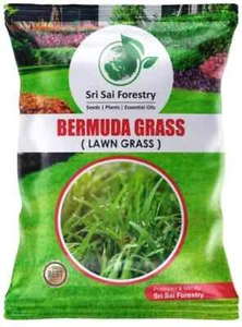 Bermuda Seebs for Home Lawn - 100 G - Garden Grass Seeb - Picture 1 of 3