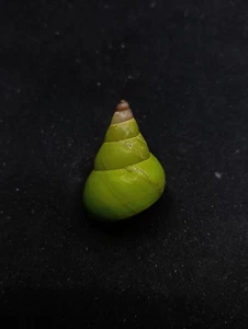 Papuina pulcherrima land snail Manus island 33mm Sea shell collectors #14580 - Picture 1 of 4