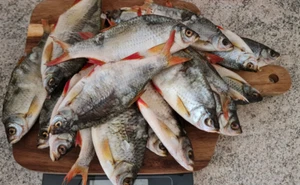 Rotaugen Plötze Fisch getrocknet, gesalzen & gedörrt 1kg сушёная frisch - Bild 1 von 2