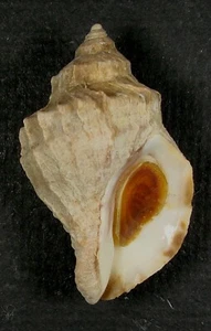 MUREX LAMELLOSA 44,17 mm ESPECIMEN CON VOLANTES SUPER ELECCIÓN Bainbridge, Washington - Imagen 1 de 2