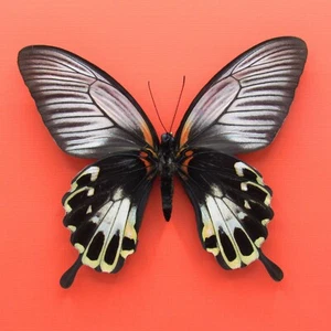 Real mounted butterfly - Papilio deiphobus - large female - A1 - Picture 1 of 1
