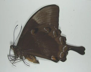 PAPILIO ULYSSES AUTOLYCUS HERMOSO ESPÉCIMEN Provincia de Morobe, Papúa Nueva Guinea - Imagen 1 de 2