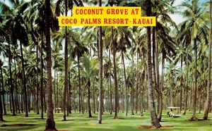 Coconut Grove Coco Palms Resort Kauai Hawaii Vtg Postcard CP398 - Picture 1 of 2