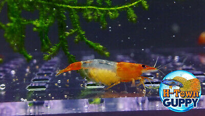10+1 Orange Rili - Freshwater Neocaridina Aquarium Shrimp. Live Guarantee • 34.95$