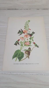 1936 HUMMING BIRD John James Audubon Print Plate Bird Single Book Page 9 X 6 - Picture 1 of 3