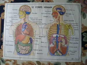FRENCH LARGE DOUBLE SIDED ANATOMICAL CHART c1960s. LE CORPS HUMAIN / NOS MUSCLES - Foto 1 di 12