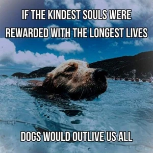 Inspirierender Hund Kühlschrankmagnet 3 1/2 x 4 1/2" - Bild 1 von 1