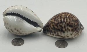 (Due) Seleziona grande tigre cowrie (Cypraea Tigris) guscio 3 1/2" artigianato decorazione spiaggia - Foto 1 di 3
